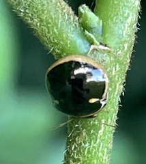 Coptosoma xanthogramma