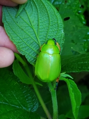 Chrysina macropus