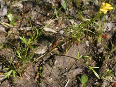 Ranunculus robertsonii