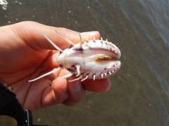 Hysteroconcha lupanaria