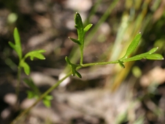 Ranunculus robertsonii