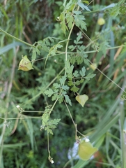 Cardiospermum halicacabum