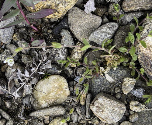 Cerastium fischerianum iNat (1)