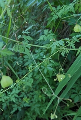 Cardiospermum halicacabum