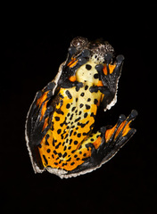 Dendropsophus marmoratus