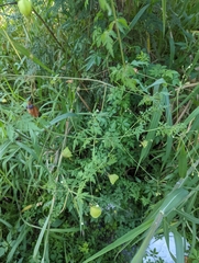 Cardiospermum halicacabum