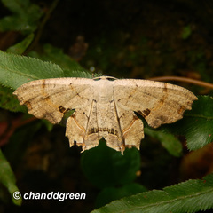 Dysaethria flavistriga