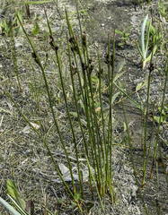 Juncus arcticus alaskanus