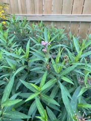 Asclepias incarnata