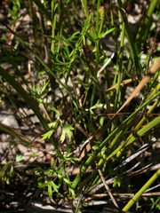 Ranunculus robertsonii