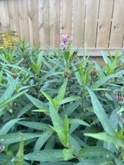 Asclepias incarnata