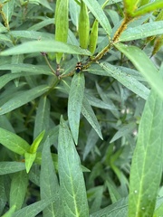 Oncopeltus fasciatus