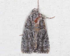Acronicta hamamelis