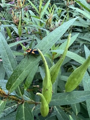 Oncopeltus fasciatus