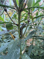 Danaus plexippus