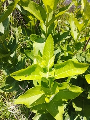 Verbesina sphaerocephala