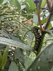 Danaus plexippus