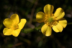 Ranunculus robertsonii