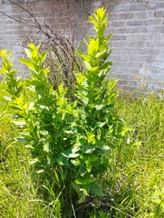 Verbesina sphaerocephala