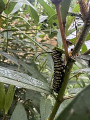 Danaus plexippus