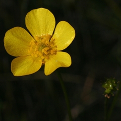Ranunculus robertsonii