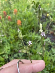Silene drummondii