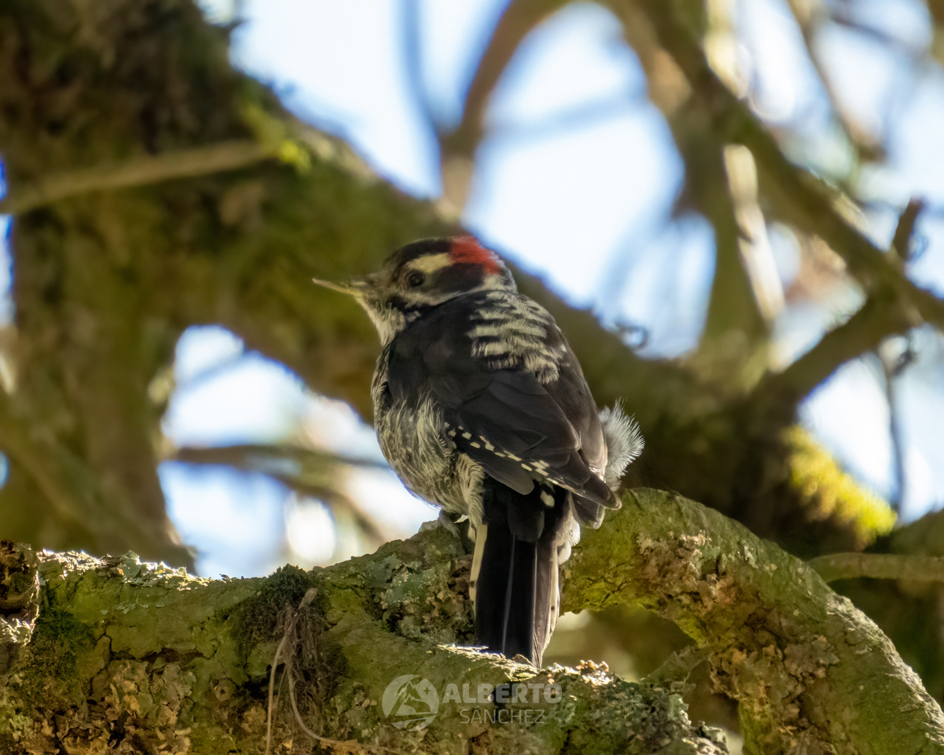 Strickland's Woodpecker (Leuconotopicus stricklandi), photo 10