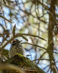 Dryobates stricklandi