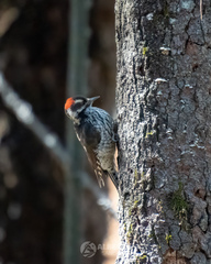 Dryobates stricklandi