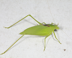 Amblycorypha rotundifolia