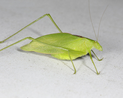 Amblycorypha rotundifolia