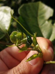 Eurhinus