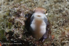 Petroscirtes fallax