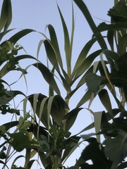 Arundo donax
