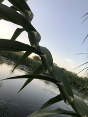 Arundo donax