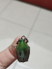 Cotinis mutabilis schaumi