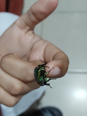 Cotinis mutabilis schaumi