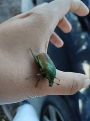 Cotinis mutabilis schaumi