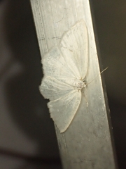 Cabera pusaria
