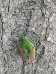 Cotinis mutabilis schaumi