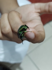 Cotinis mutabilis schaumi