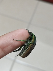 Cotinis mutabilis schaumi