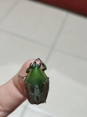 Cotinis mutabilis schaumi