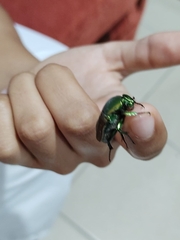 Cotinis mutabilis schaumi