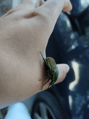 Cotinis mutabilis schaumi