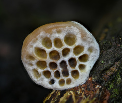 Hexagonia hirta