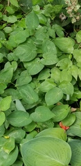 Epimedium × rubrum