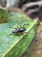 Gelotia bimaculata