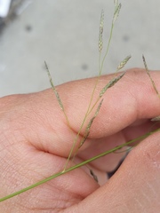 Eragrostis pectinacea