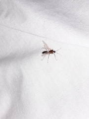 Camponotus floridanus